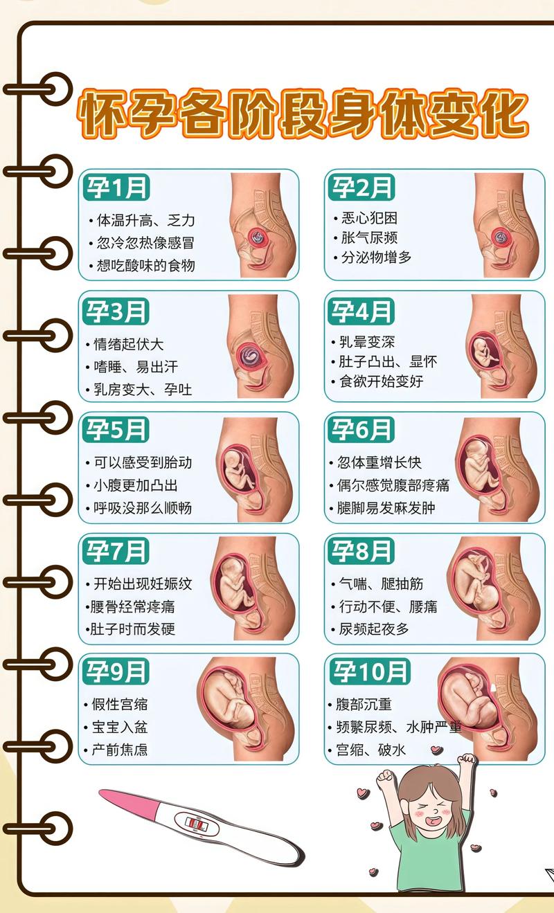 揭秘供卵代孕妈妈怀孕小腹分两节，孕期变化的奥秘渭南代生机构: